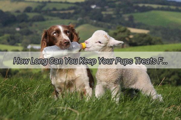 How Long Can You Keep Your Pups Treats Fresh The Ultimate Guide to Storing Doggie Cakes